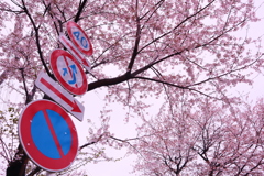 桜並木スタート