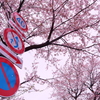 桜並木スタート