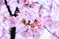 桜ぐるぐる