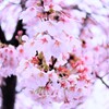 桜ぐるぐる