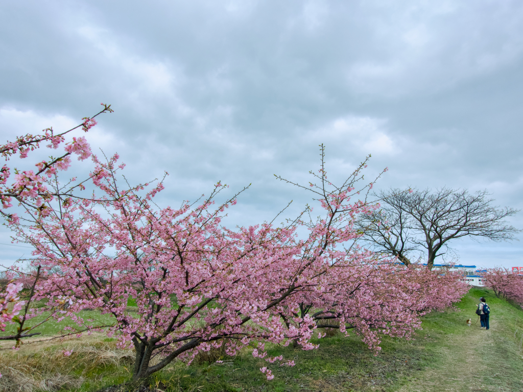 曇天の河津桜