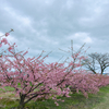 曇天の河津桜