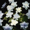 白い花火