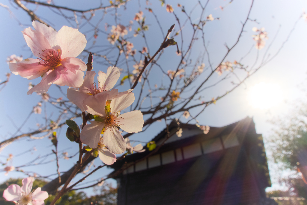 秋の桜