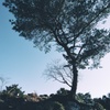 展望所の松の木