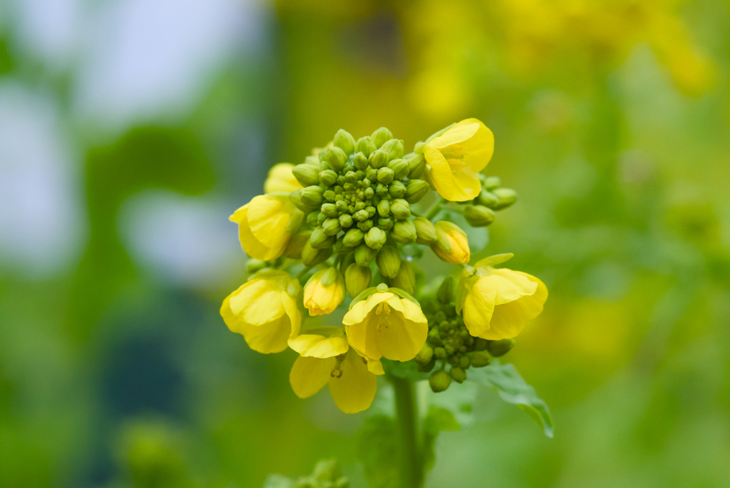 菜の花