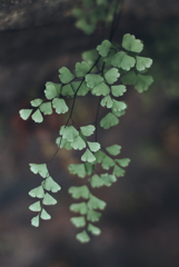 Adiantum