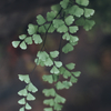 Adiantum