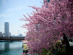 常盤橋の修善寺寒桜