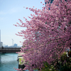 常盤橋の修善寺寒桜
