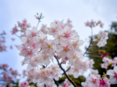 早春の桜