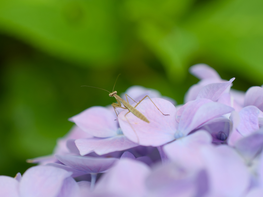 紫陽花とカマキリ