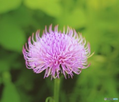薊