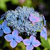 紫陽花の季節