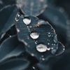 雨雫