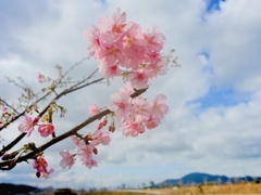 河津桜と雲