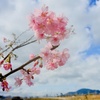 河津桜と雲