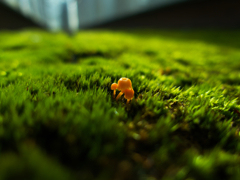 苔の中からこんにちは。
