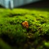 苔の中からこんにちは。