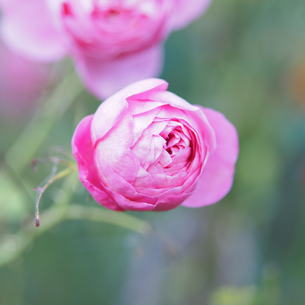 秋咲き薔薇