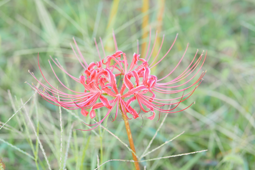 曼珠沙華