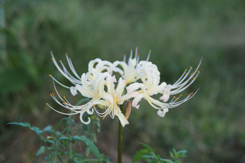 曼珠沙華