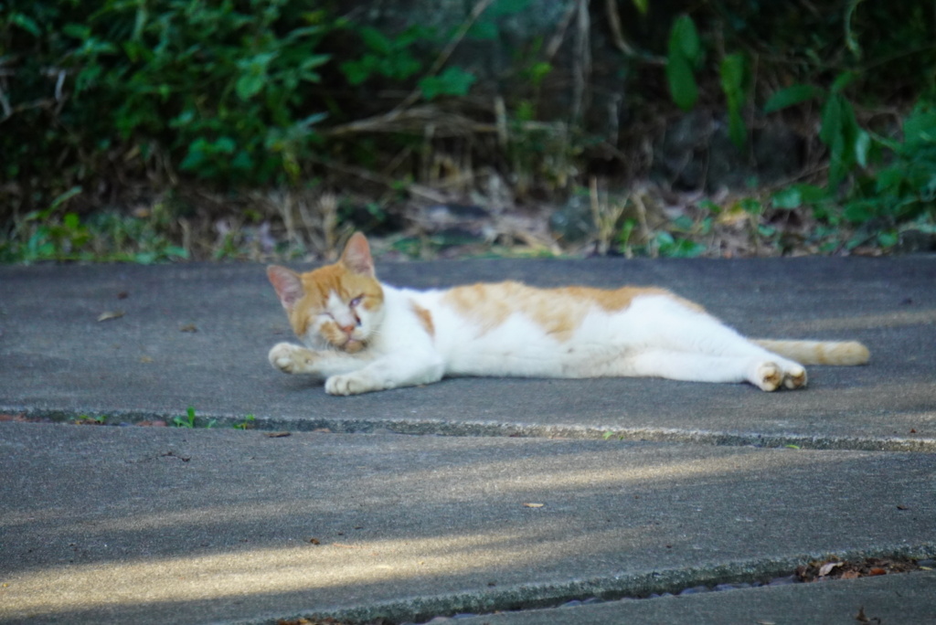 昼寝中の猫