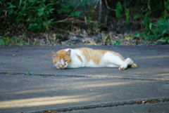 昼寝中の猫