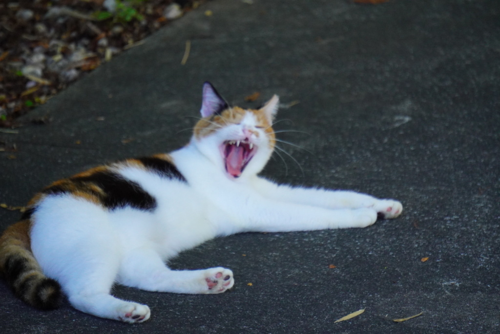 あくびする猫