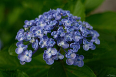 紫陽花 6