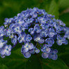 紫陽花 6