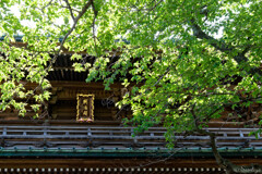 緑と陽光と
