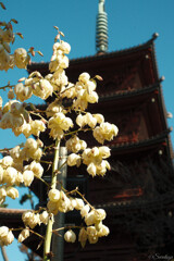 ユッカと五重塔