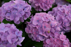 紫陽花 8