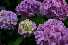 紫陽花 12