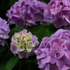紫陽花 12