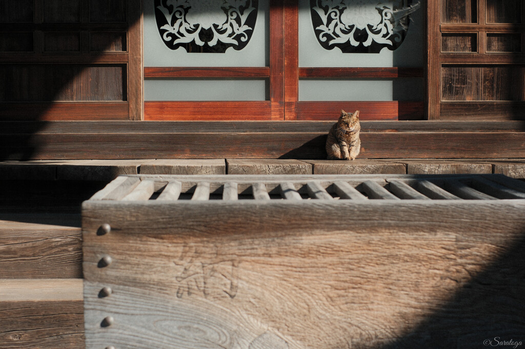 邪魔をするにゃ