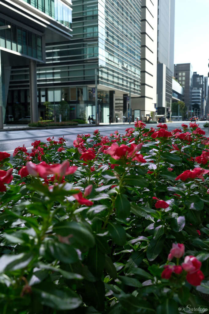 日本橋中央通り
