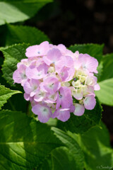 紫陽花 1