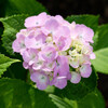 紫陽花 1