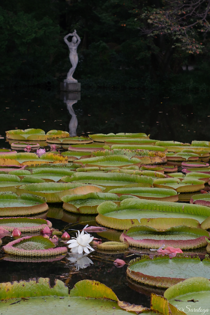 白き花