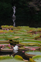 白き花