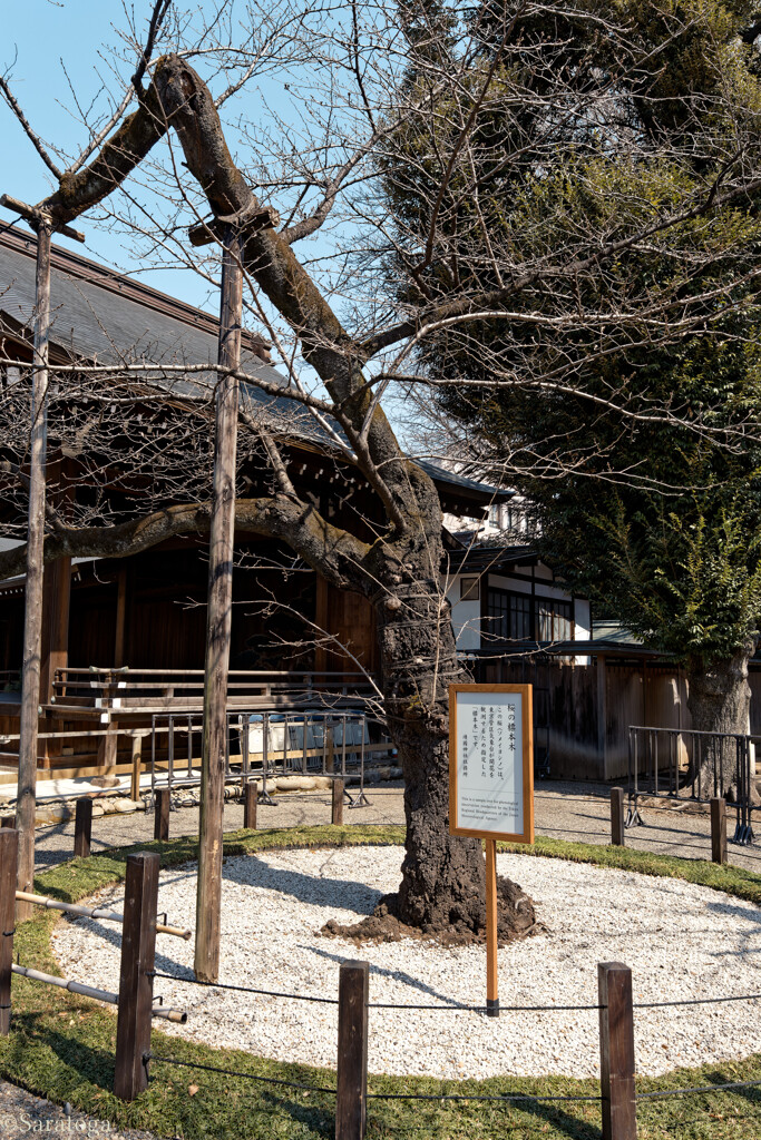 桜の標本木