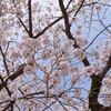 満開