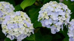 紫陽花 9