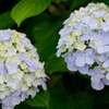 紫陽花 9