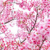 河津桜
