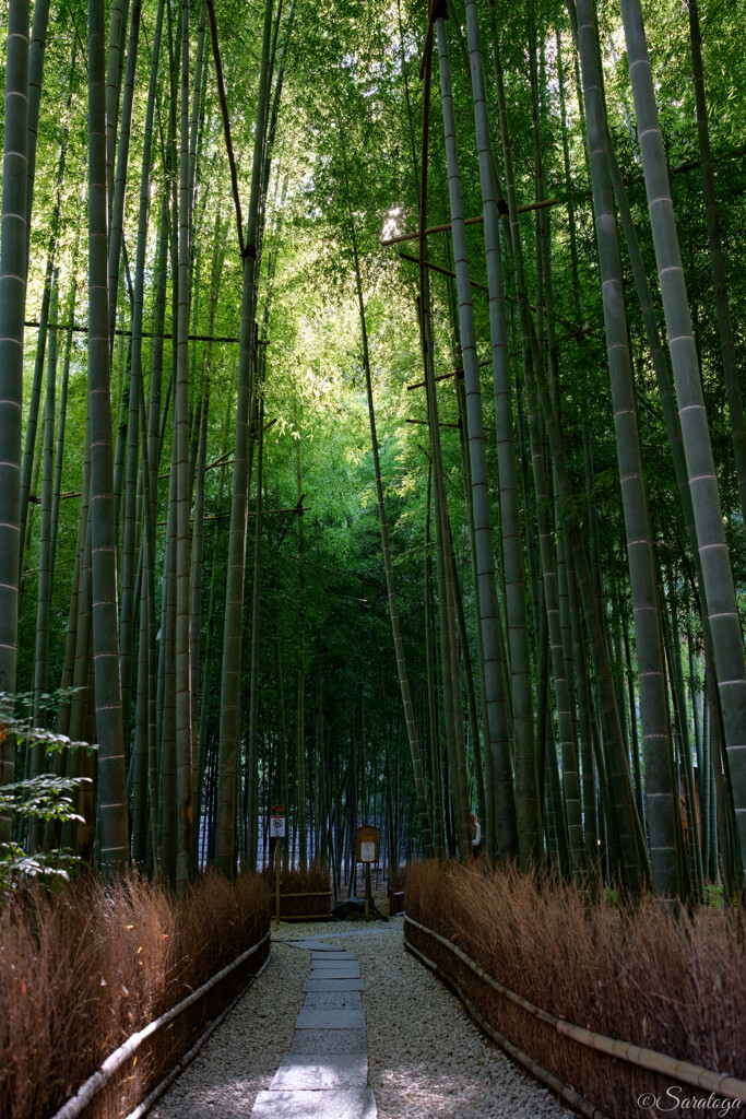 報国寺　竹の庭