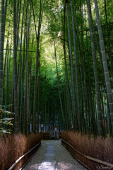 報国寺　竹の庭