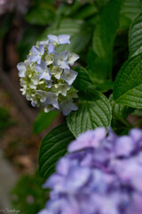 紫陽花 11